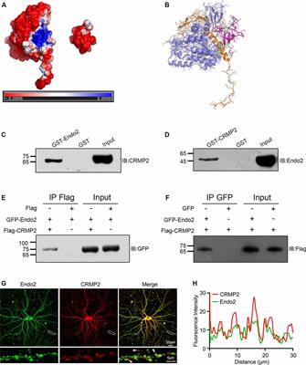 Collapsin Response Mediator Protein 2 and Endophilin2 Coordinate Regulation of AMPA Receptor GluA1 Subunit Recycling